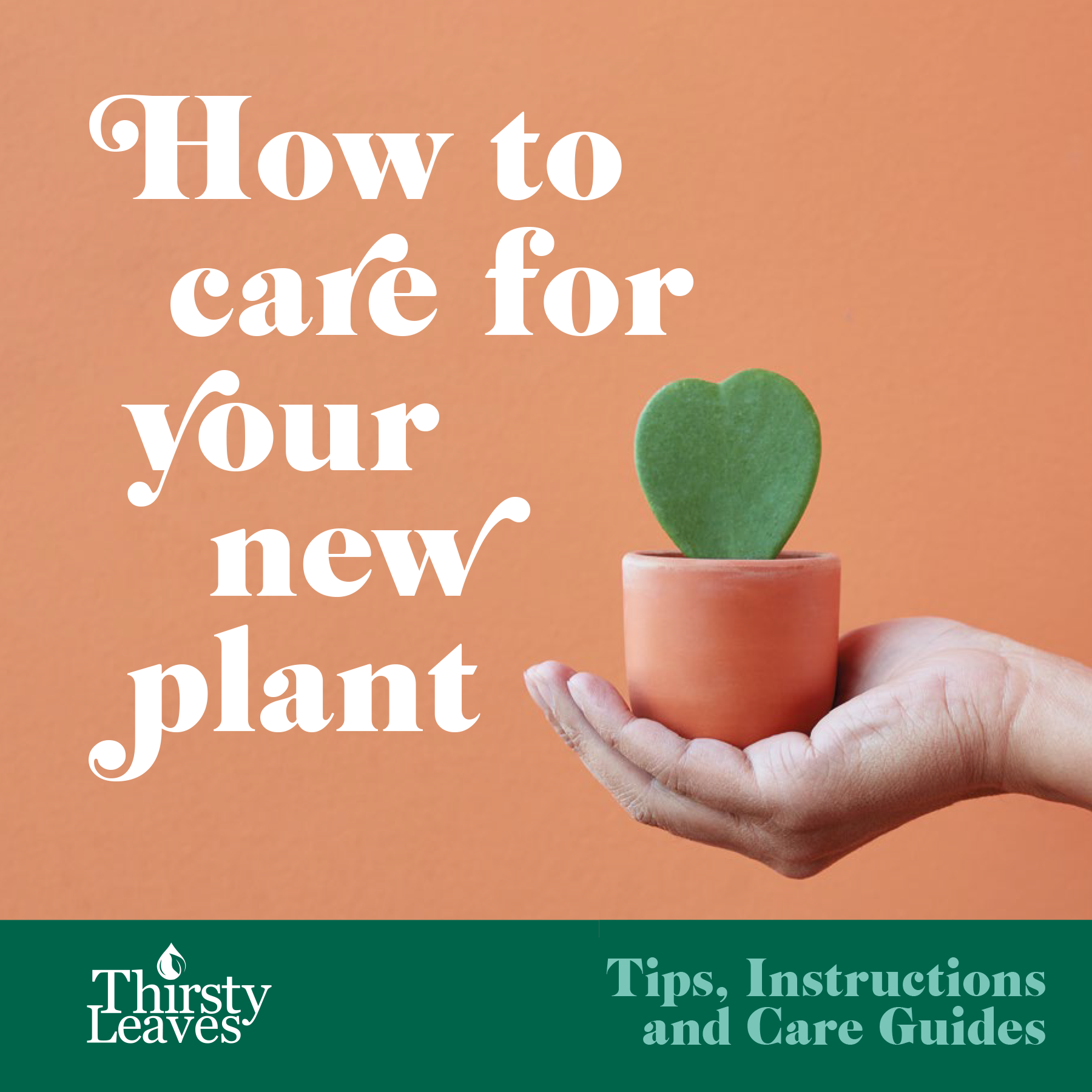 Care Guide