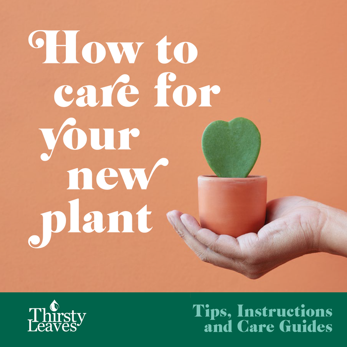 Care Guide