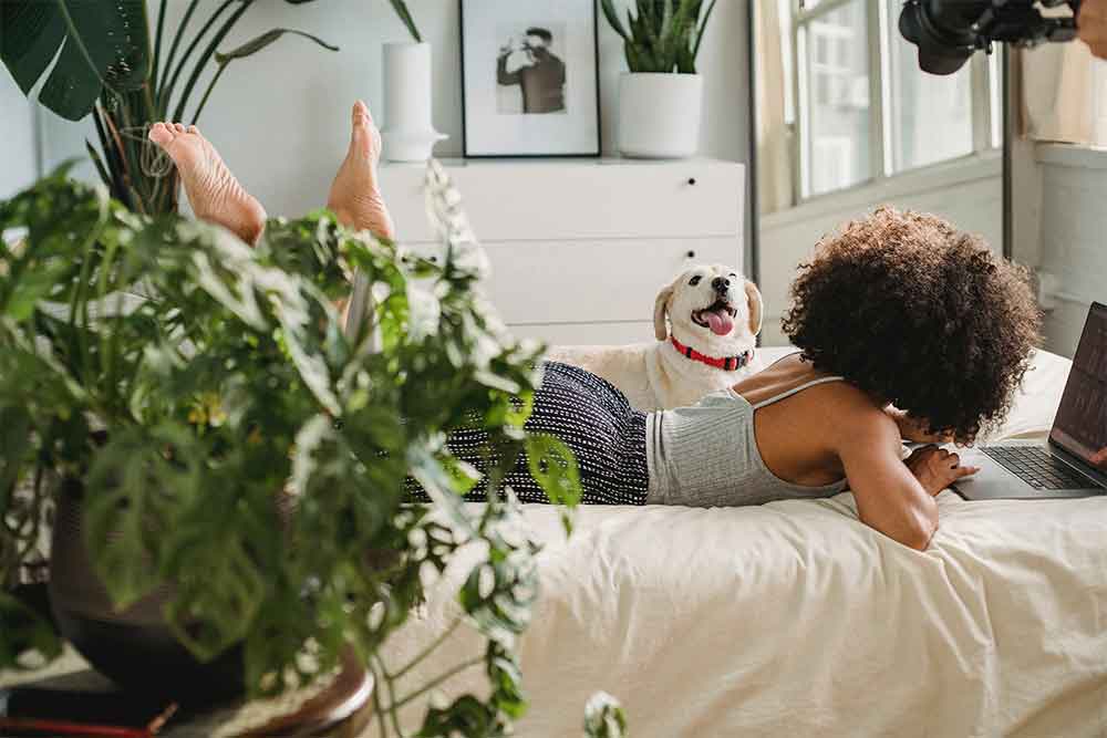 Bedroom plants dog pet friendly