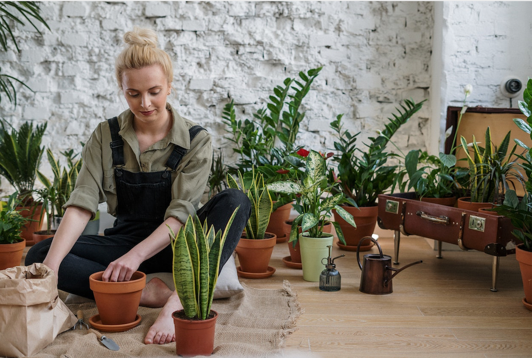 autumn-plant-care-tips