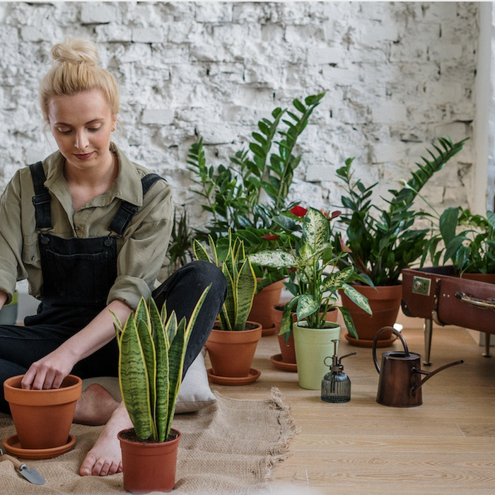 autumn-plant-care-tips