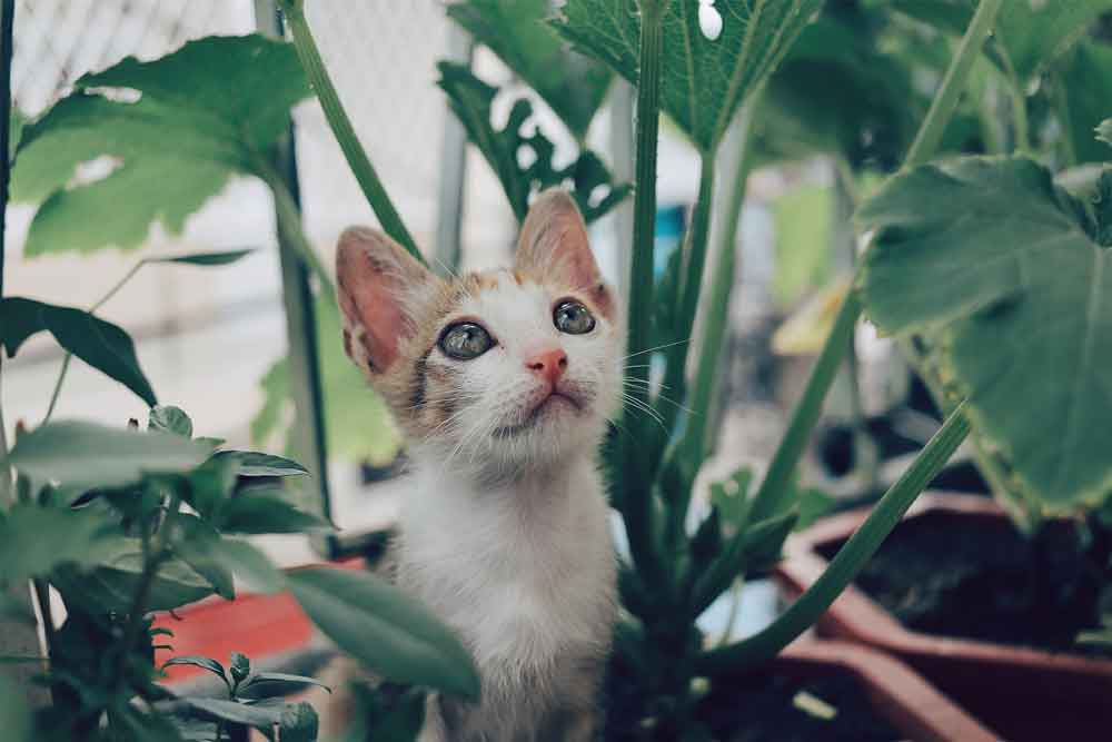 Pet friendly plants cat