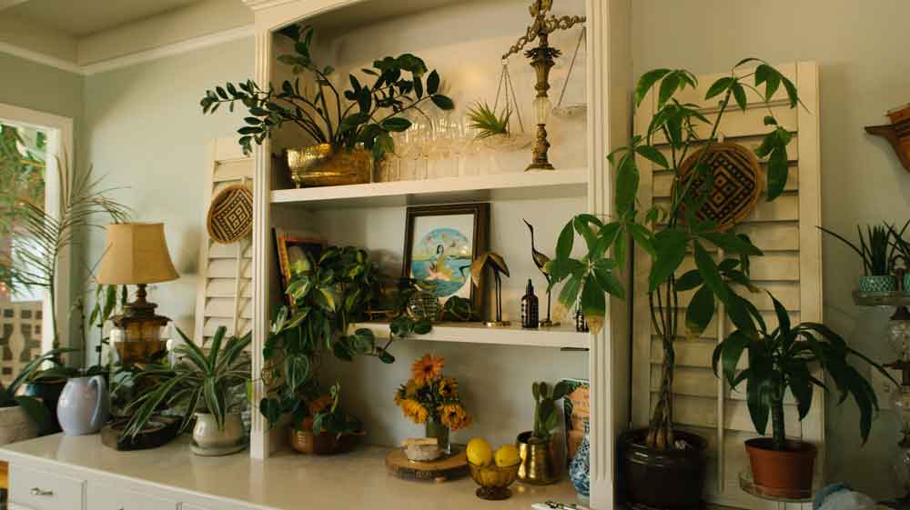 top-houseplants-for-your-healthier-home