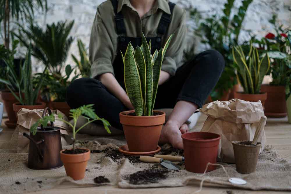 low-maintenance-houseplants