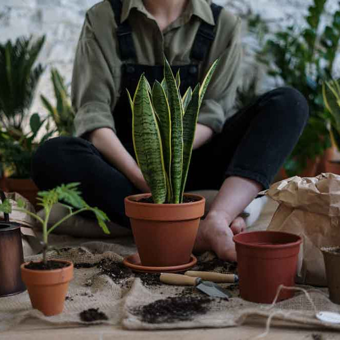 low-maintenance-houseplants