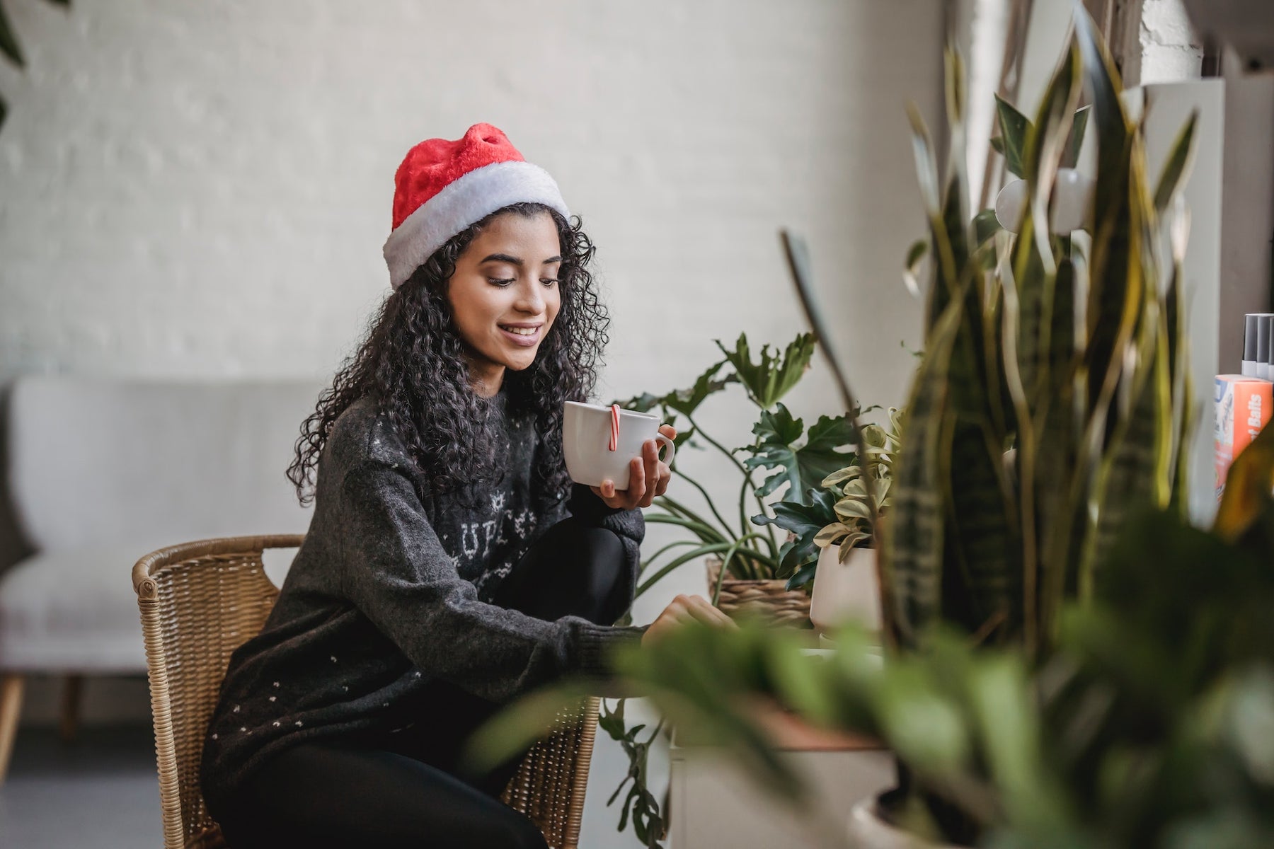 The Best Winter Houseplants for Your Home