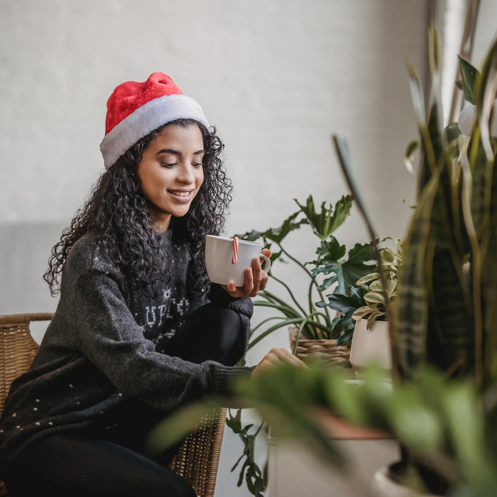 The Best Winter Houseplants for Your Home