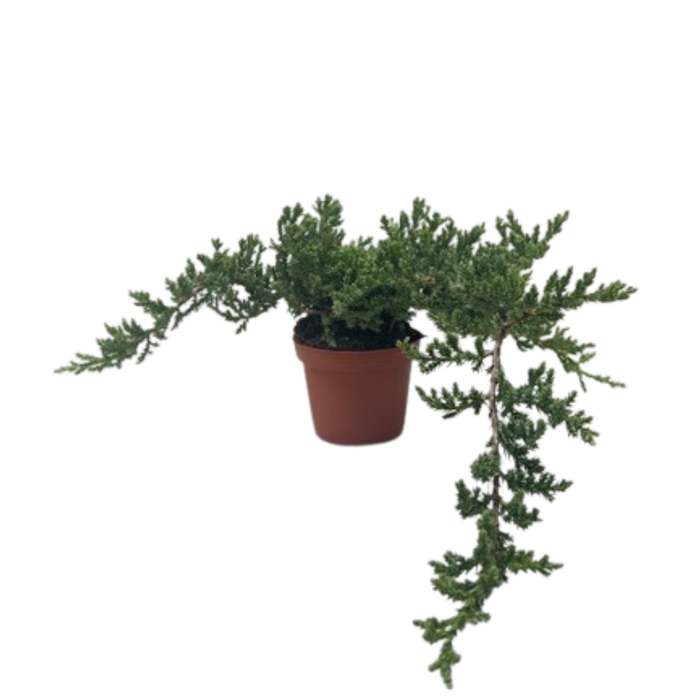 Bonsai Juniper