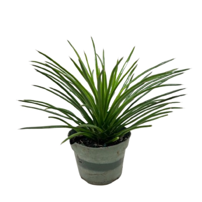 Succulent Agave Twin Flower