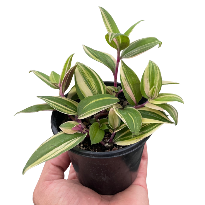 Tradescantia 'Tricolor'