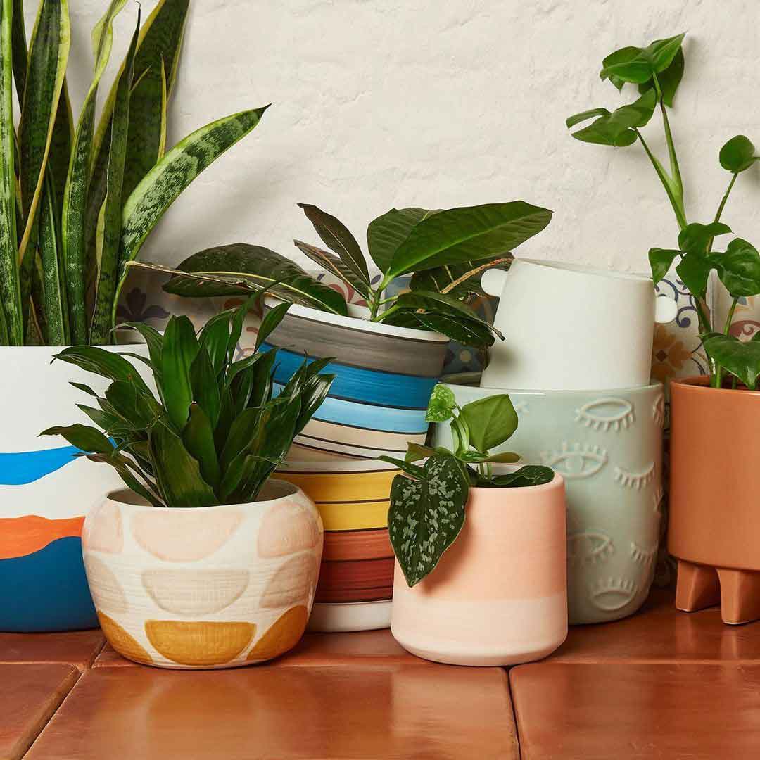 Air Purifying Plants in pot