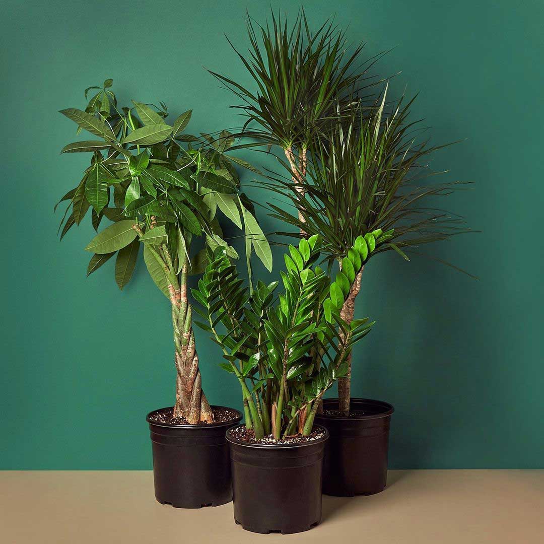large tropical houseplants