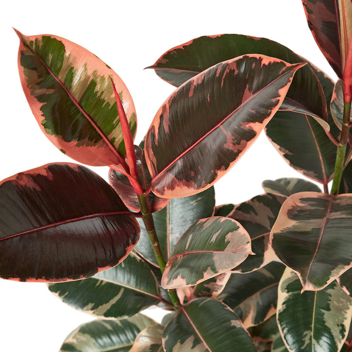 Ficus Elastica 'Ruby Pink' - 10" Pot