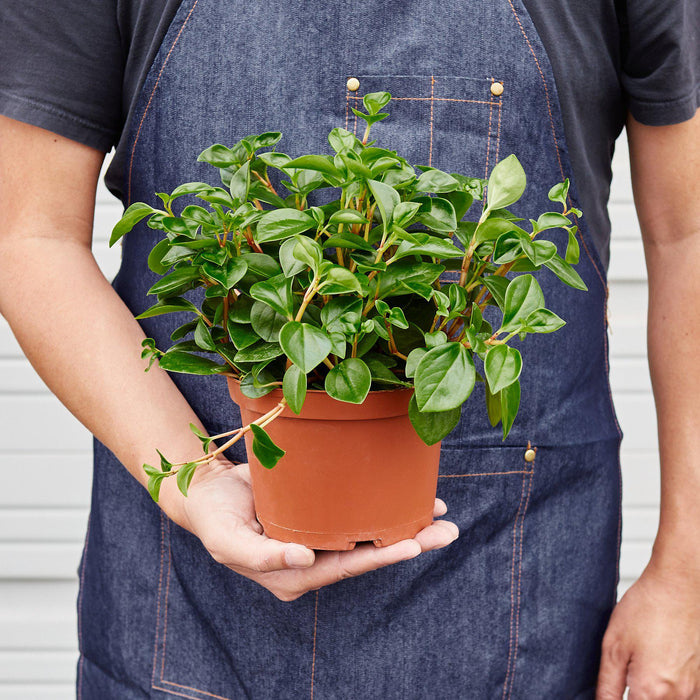 Peperomia 'Glabella' - House Plant Shop