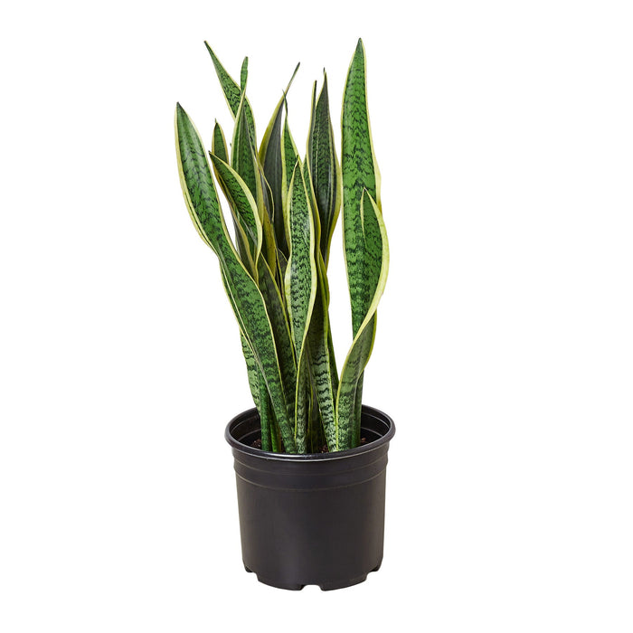 Snake Plant Laurentii