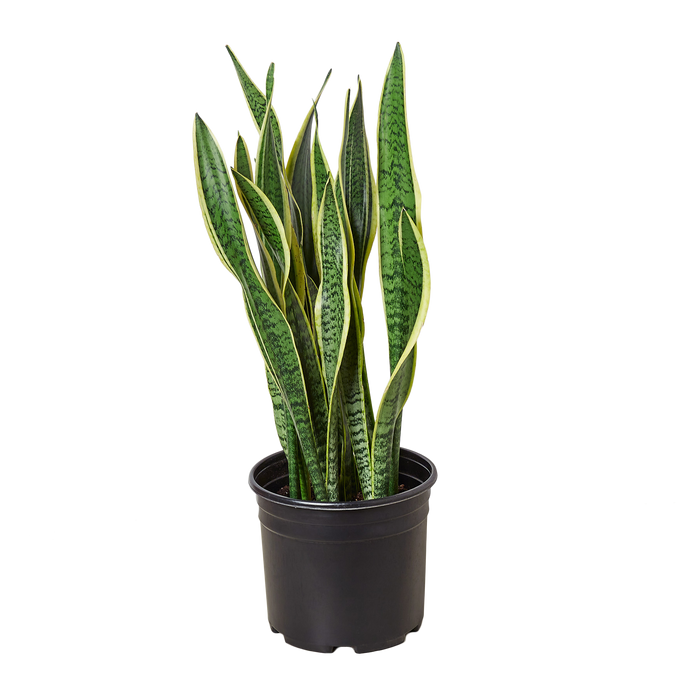 Snake Plant Laurentii