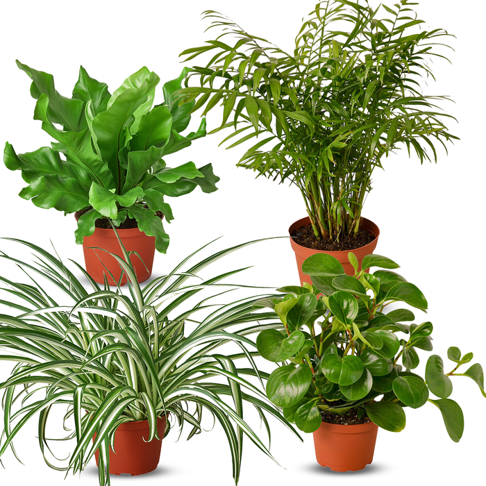 Pet Friendly Variety Bundle