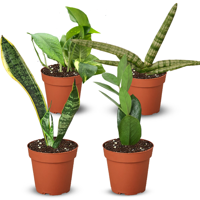 Easy Care Variety Bundle