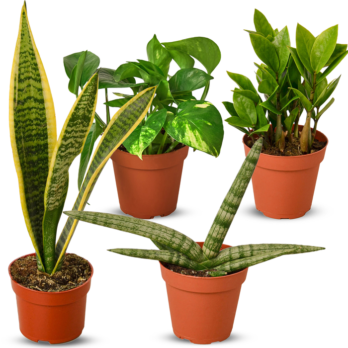 Easy Care Variety Bundle