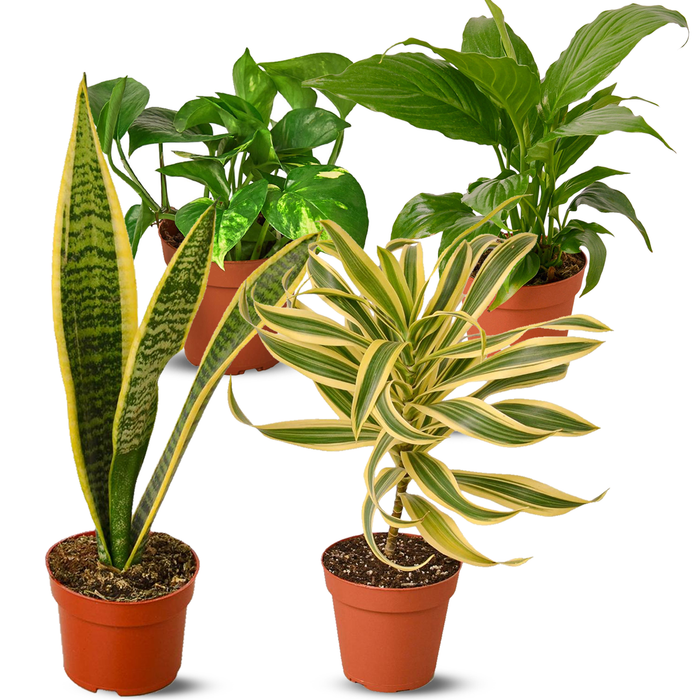 Air Purifying Variety Bundle