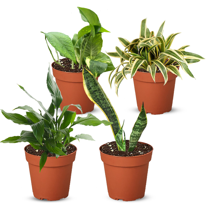 Air Purifying Variety Bundle