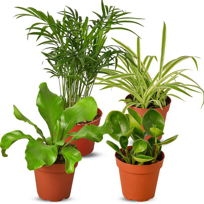 Pet Friendly Variety Bundle
