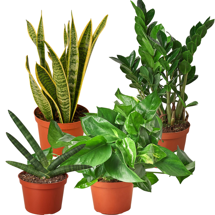 Easy Care Variety Bundle