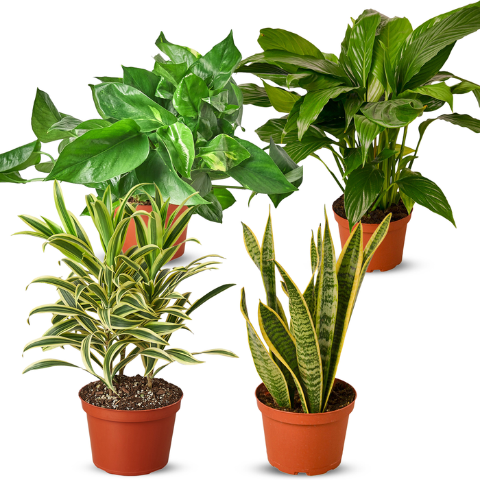 Air Purifying Variety Bundle