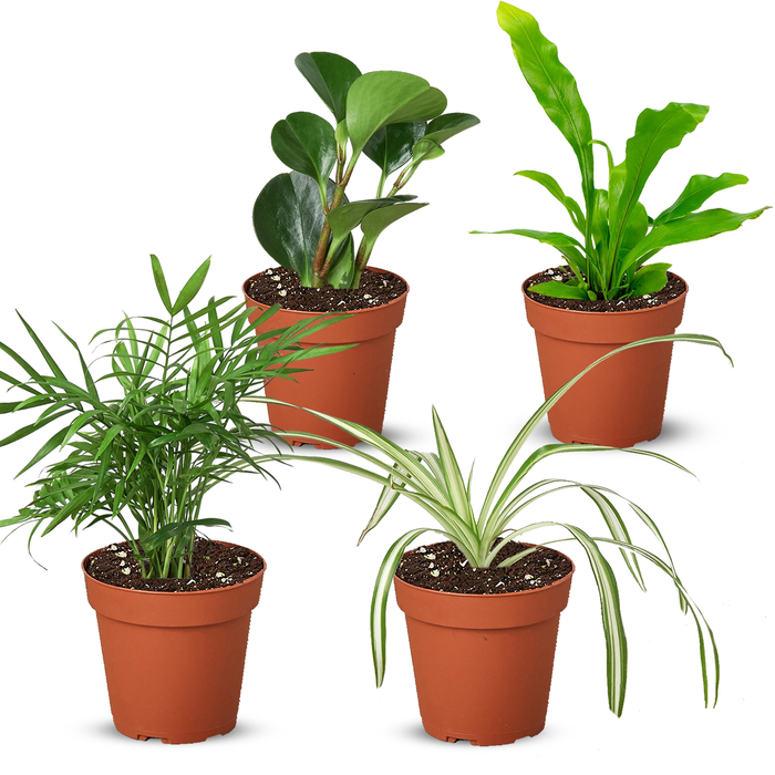 Pet Friendly Variety Bundle