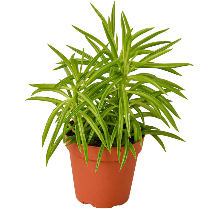 Peperomia Green Bean