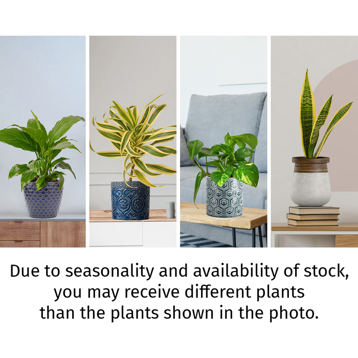 Air Purifying Variety Bundle