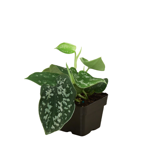Pothos 'Satin'