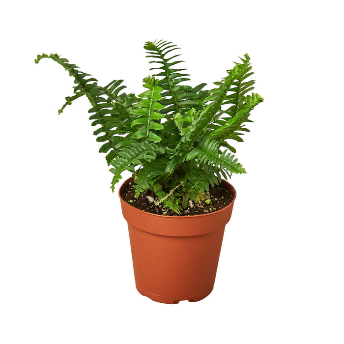 Jesters Crown Fern