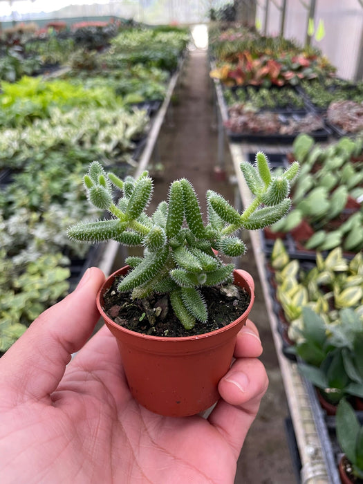 Drooping Prickly Pear Cactus