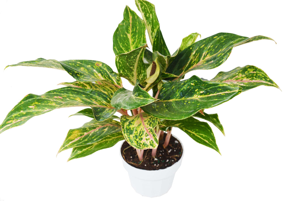 Chinese Evergreen Sparkling Sarah