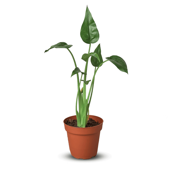 Alocasia 'Tiny Dancer' - 4" Pot