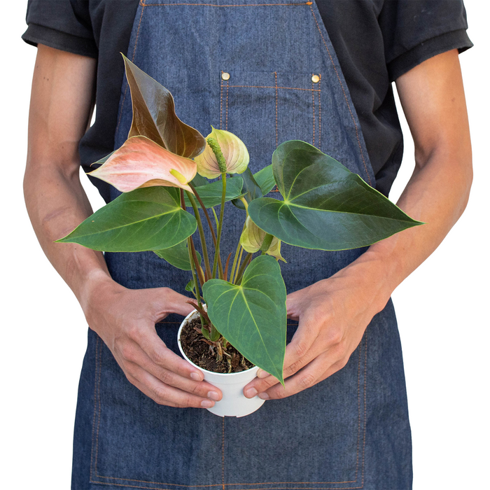 Anthurium Rainbow Champion - 4" Pot