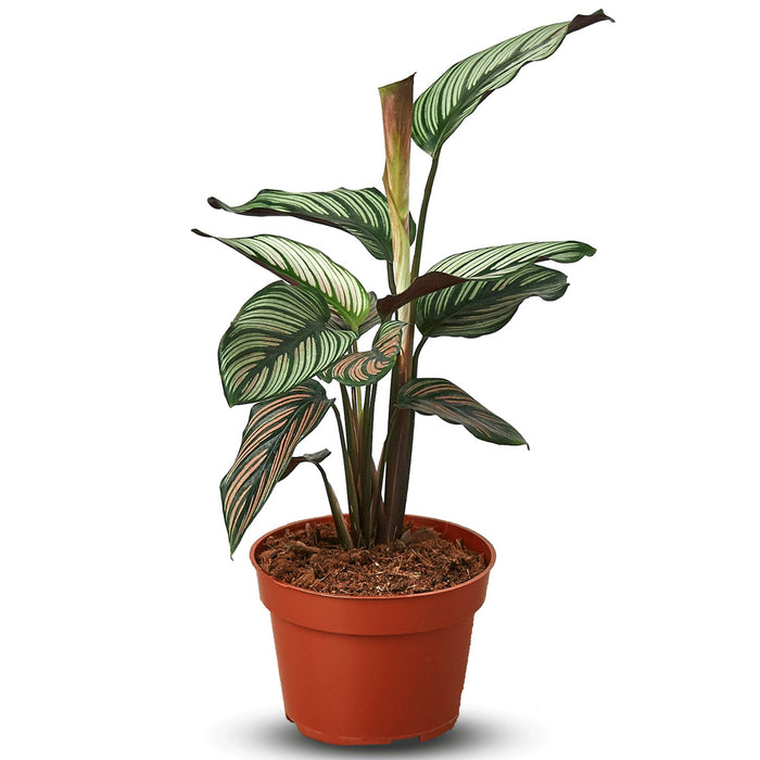 Calathea 'White Star'