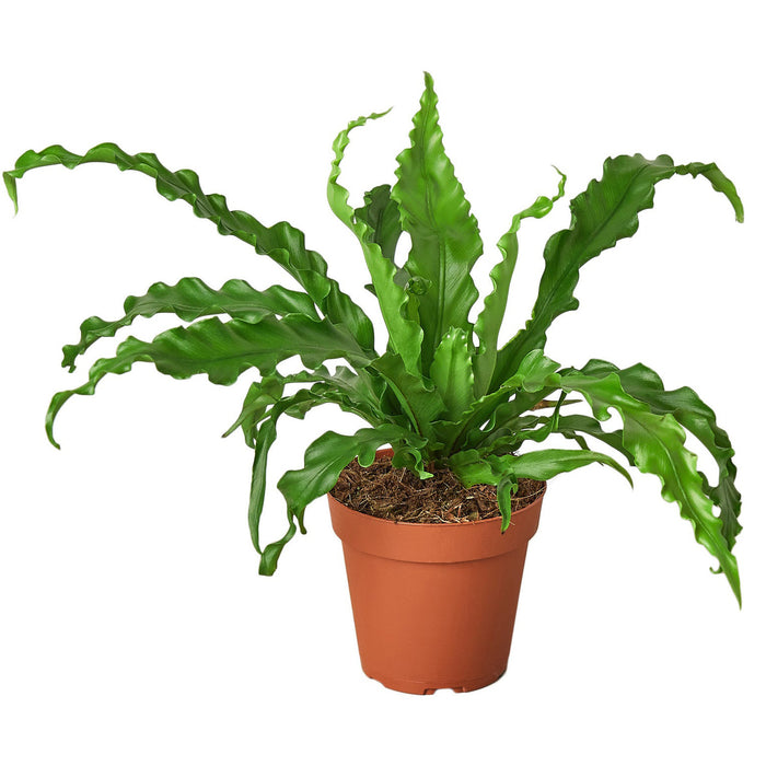 Bird’s Nest 'Victoria' Fern - 4" Pot