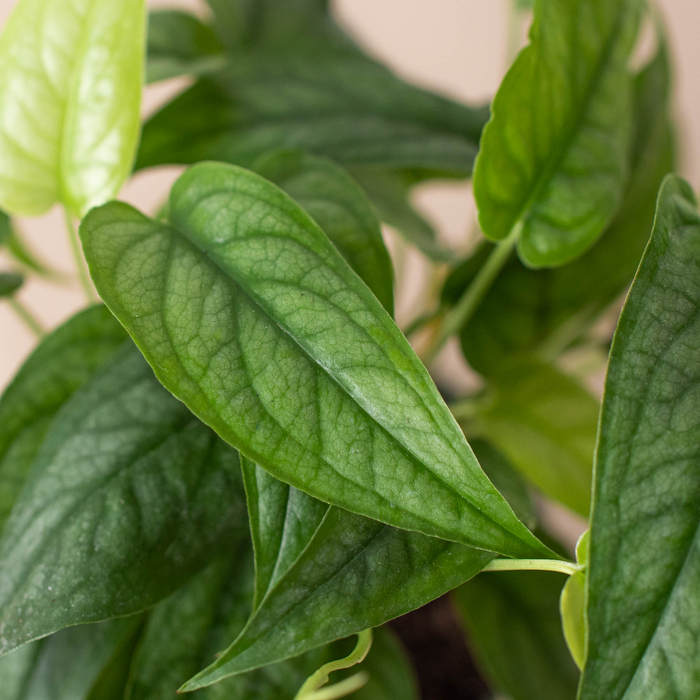 Calathea roseopicta 'Silvia'