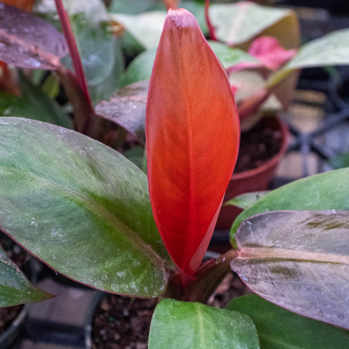 Philodendron 'Sun Red'