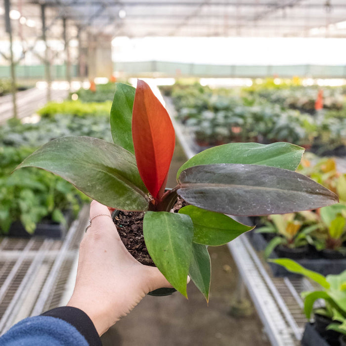Philodendron 'Sun Red'