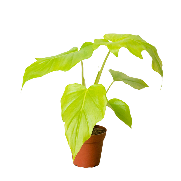 Philodendron Warscewiczii