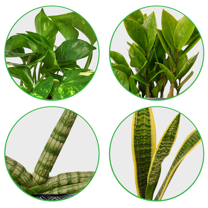 Easy Care Variety Bundle