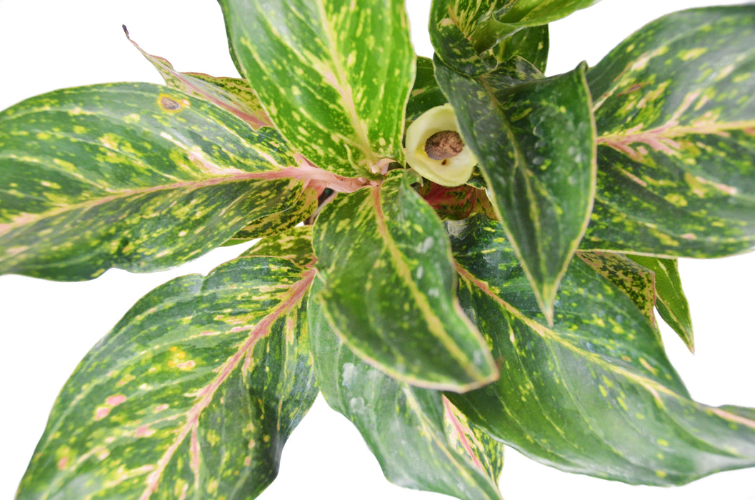 Chinese Evergreen 'Sparkling Sarah' - 6" Pot