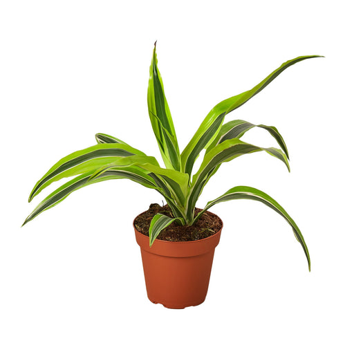 Dracaena Deremensis Lemon Surprise