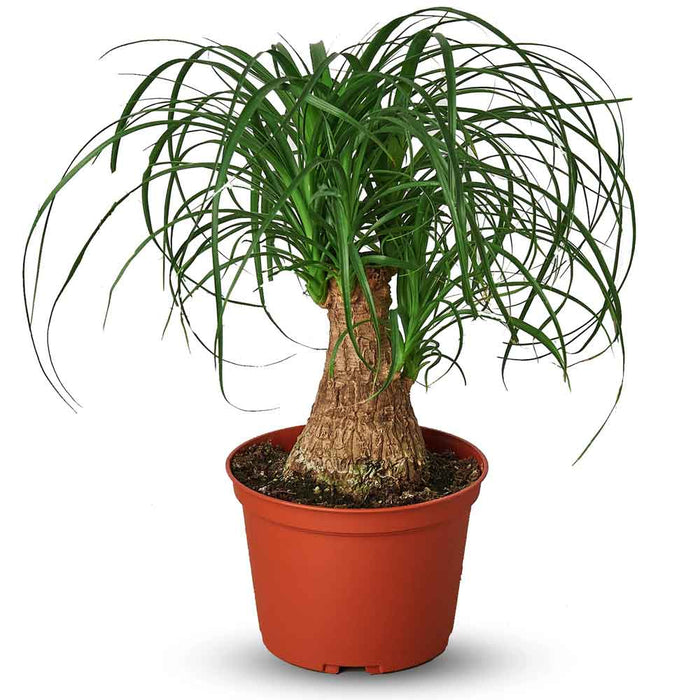 Palm Ponytail