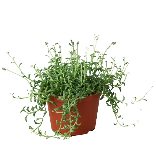 Succulent 'String of Dolphins'