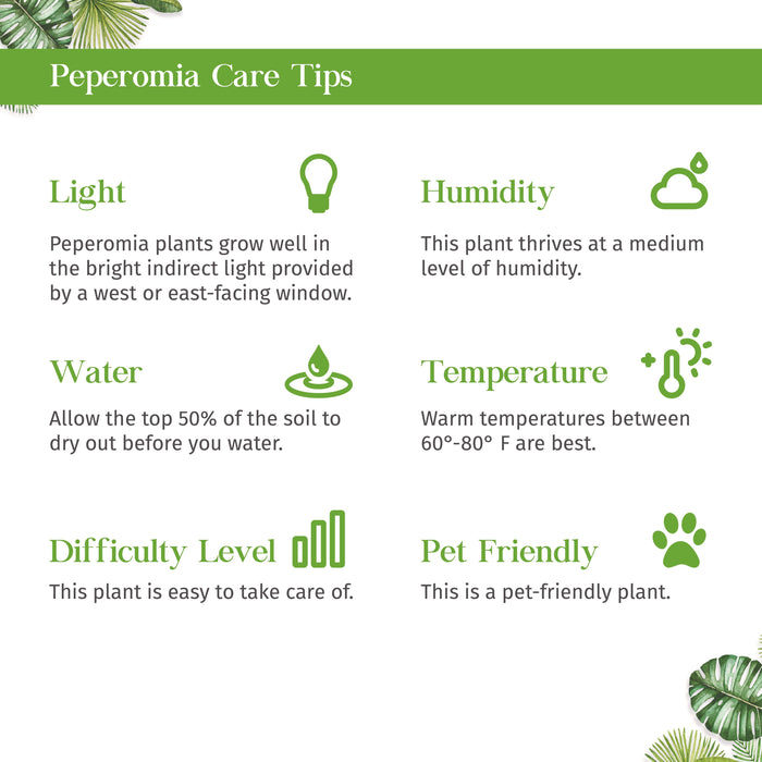 Peperomia Watermelon