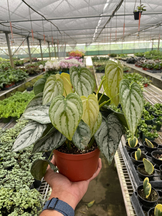 Philodendron 'Brandi'